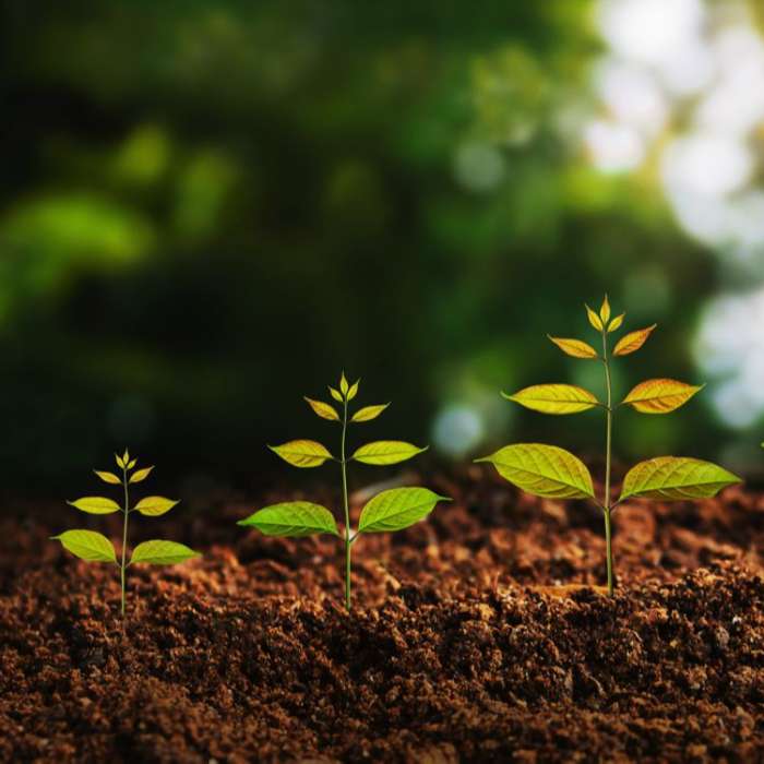 Coach Niveau 2 - Le Praticien - FORMATION EN VERSION CERTIFIANTE (groupe weekend)