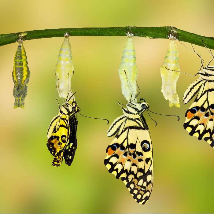 Coach Niveau 2 - FORMATION EN VERSION DEVELOPPEMENT PERSONNEL (groupe semaine)