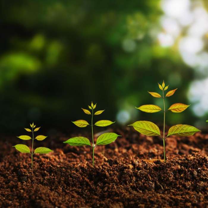 Coach Niveau 2 - Le Praticien - FORMATION EN VERSION CERTIFIANTE (groupe semaine)