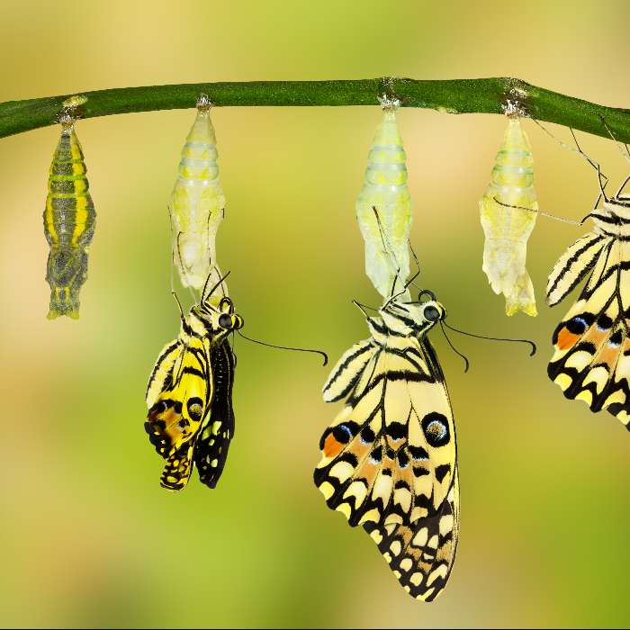 Coach Niveau 2 - FORMATION EN VERSION DEVELOPPEMENT PERSONNEL (groupe weekend)